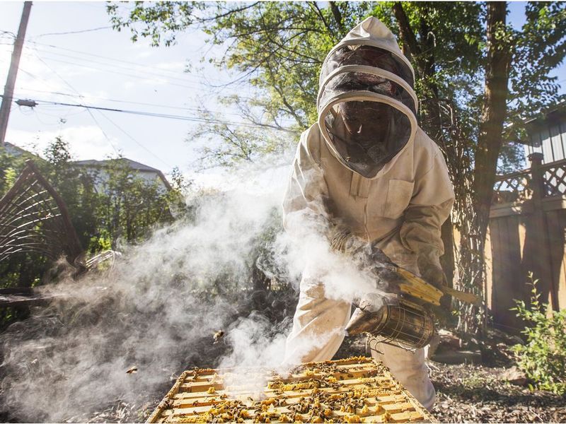 Urban Beekeeping
