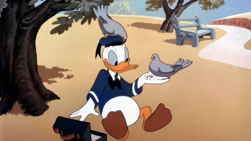 Duck on a Rock