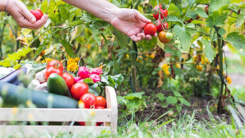 Homegrown Vegetables