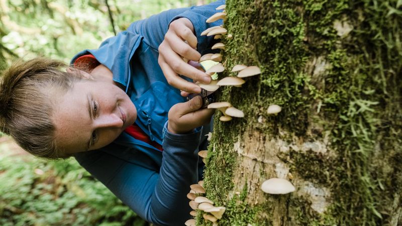 Mushroom Foraging