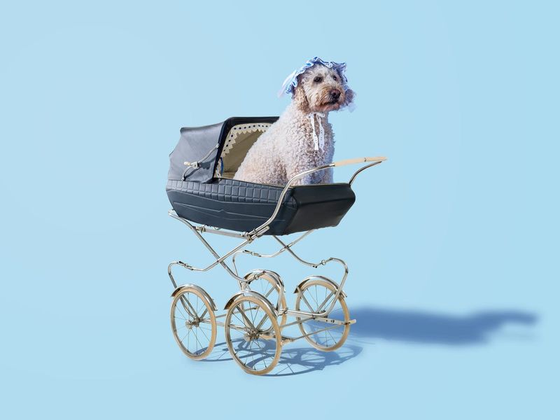Treating Pets Like Children