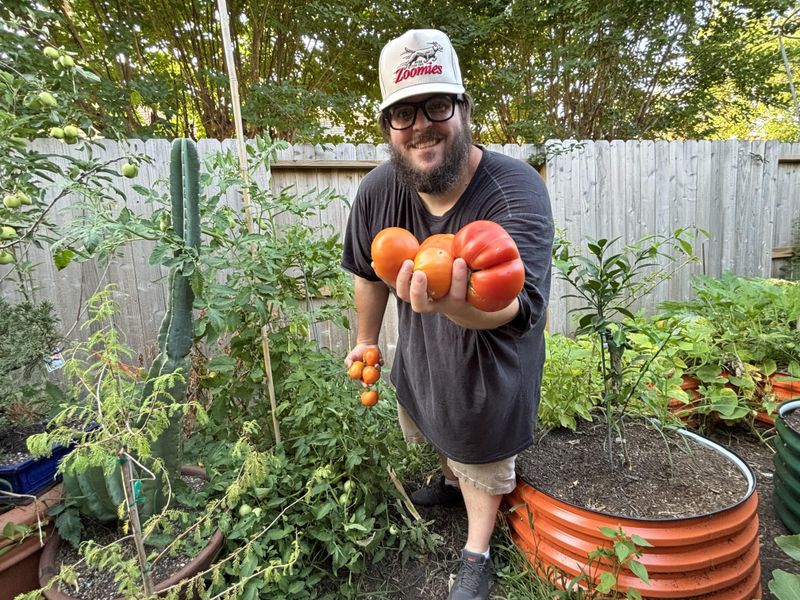 Tough tomatoes!