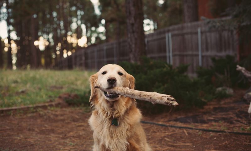 Daydreaming About Your Ex’s Dog