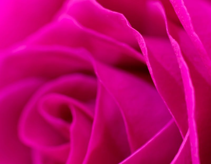 Magenta: The Unapologetic Heart