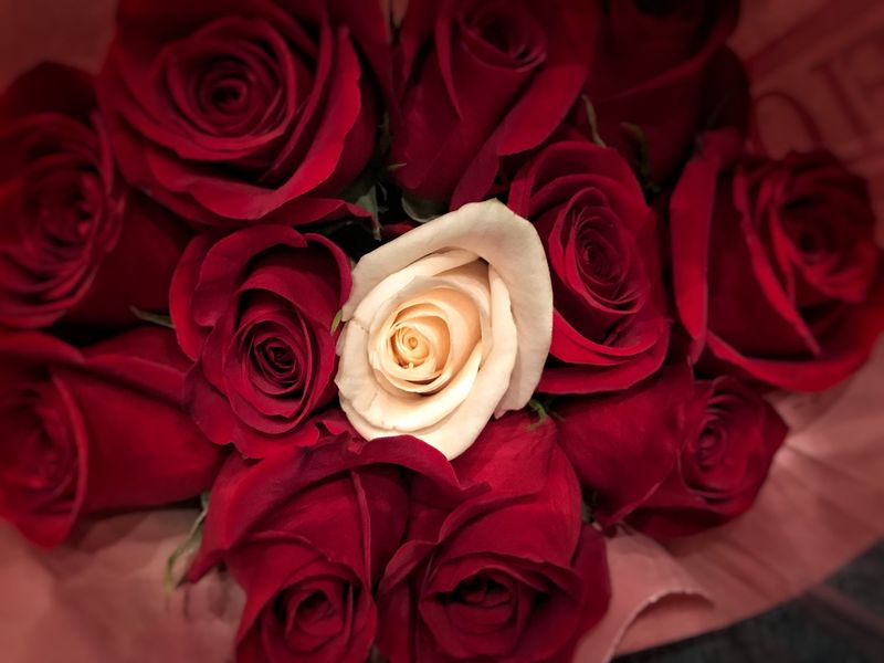 Roses: The Flower for Dad