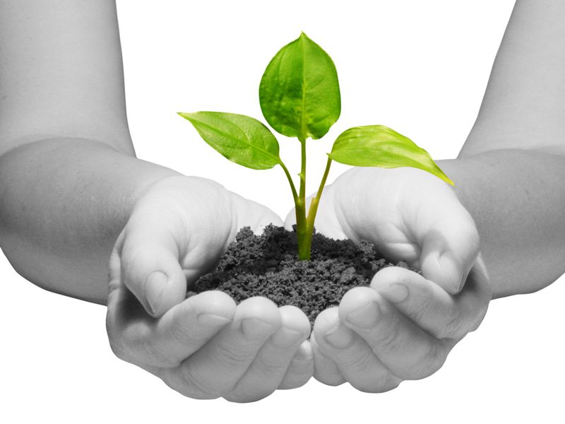 The pace of your growth