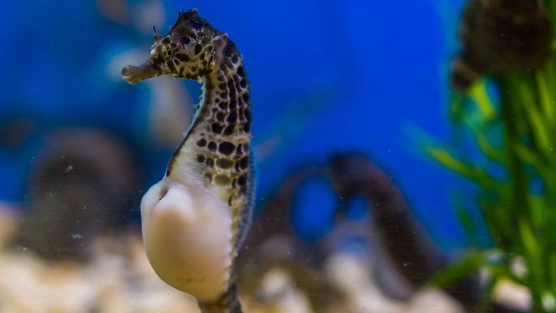 The World’s Most Devoted Dads: Seahorses