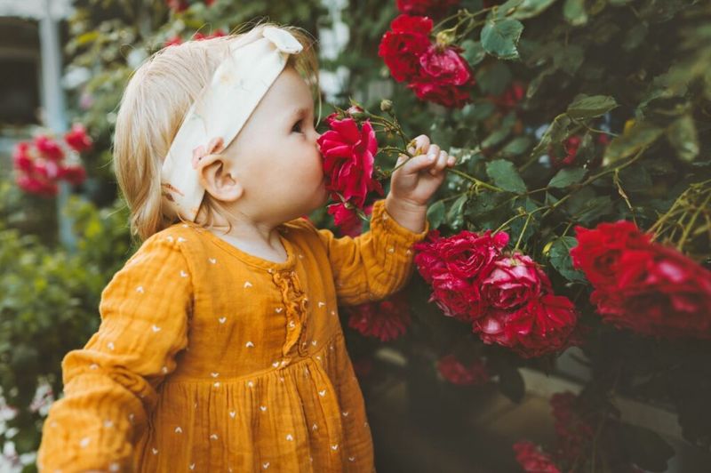 Rose