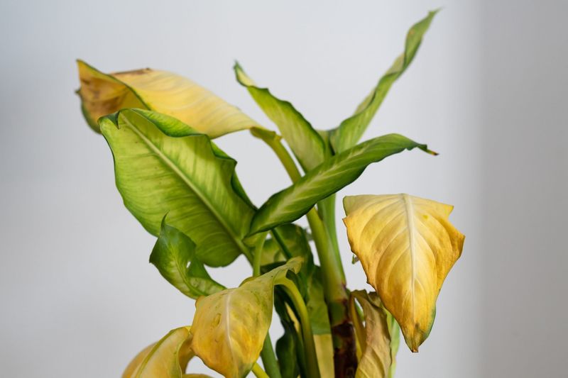 Plants (Real or Fake) That Have Clearly Seen Better Days